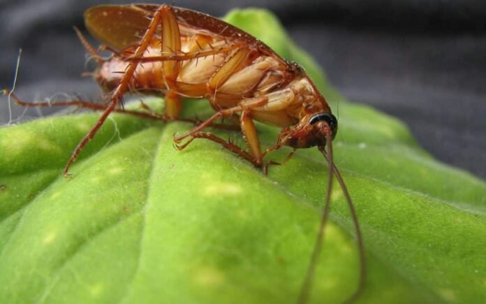 Can roaches bite